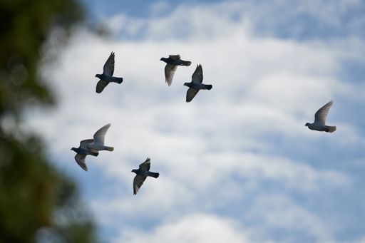 A flock of flying birds against a blurry cloudy day