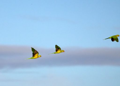 A flock of macaws flying in the sky on a sunny day