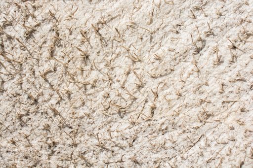 A closeup shot of grass sticking out of the snow during winter