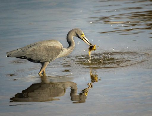 A closeup of a Grey heron eating a crab standing in the water