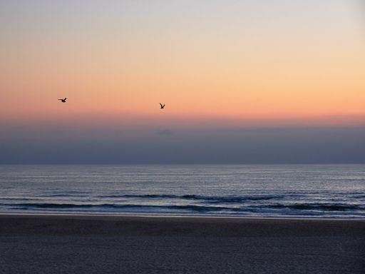 The seagulls flying above coastline at a sunset, Torreira, Aveiro, Portugal