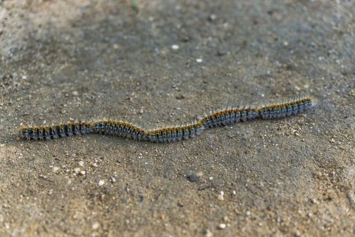 pine processionary caterpillar (Thaumetopoea pityocampa) nesting in a pine grove