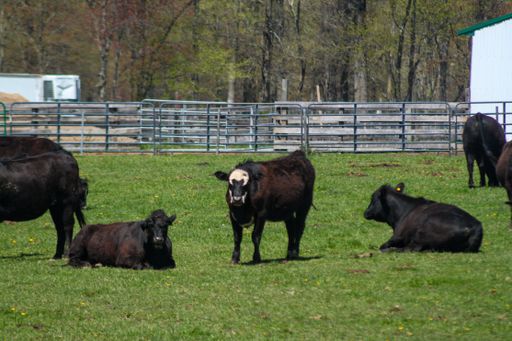 Group of Black Grass Fed Beef Cattle in Pasture, White Face Cow Facing Camera While Others Graze and Lay