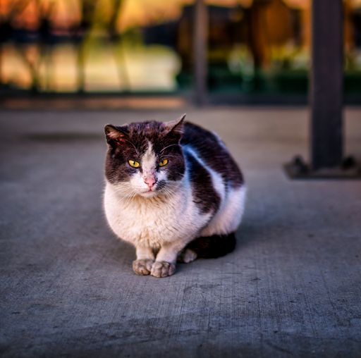 A close-up of a cute gray and white cat sitting outdoors and looking away