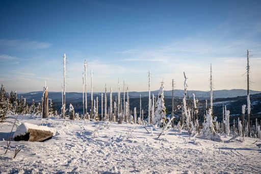 A snowy mountain slope covered with bare trees in Dreisesselberg on the border of Germany and the Czech Republic