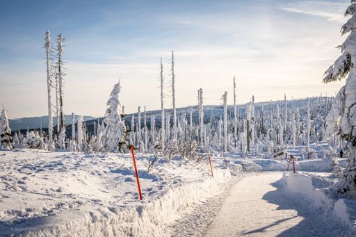 Snow-covered Dreisessel Mountains in winter on the border of Germany and the Czech Republic, Bavarian Forest