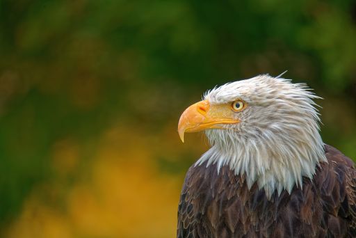 Close-up portrait of an adult american bald eagle (Haliaeetus leucocephalus)