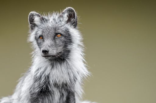 A closeup shot of an arctic fox against the blurry background