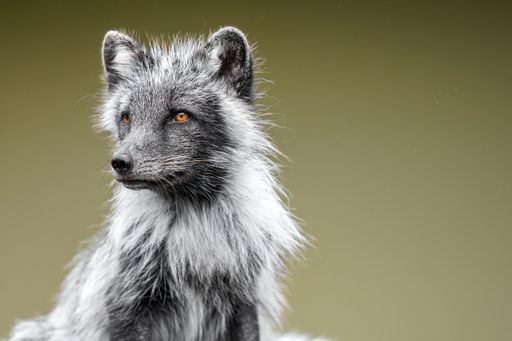 A closeup shot of an arctic fox against the blurry background