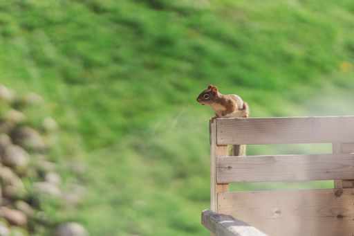 A shallow focus shot of a squirrel standing on a wooden fence at the park on a beautiful sunny day with blurred background