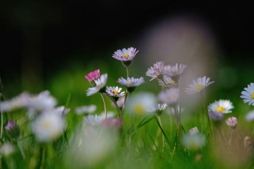 A closeup of wild daisy flowers blooming in spring with a blurred foreground