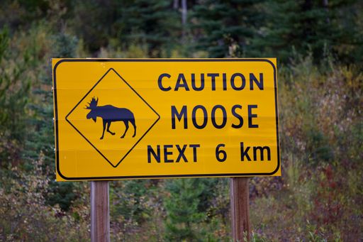 A closeup shot of a moose warning sign in the forest