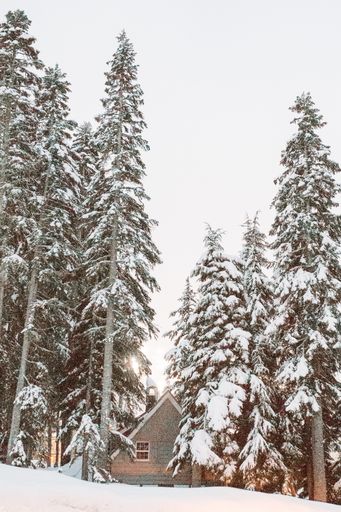 A vertical shot of a wooden house isolated in a tree forest covered in snow under white clouds