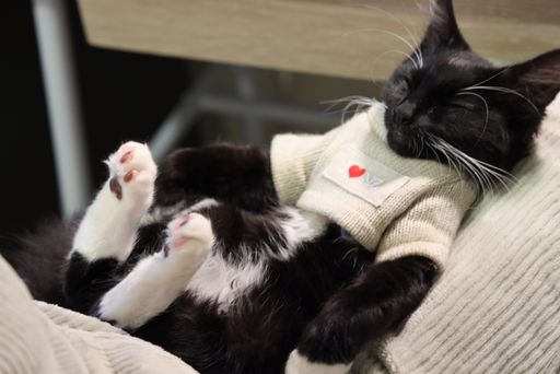 A cute black-white cat in a sweater sleeping on a couch