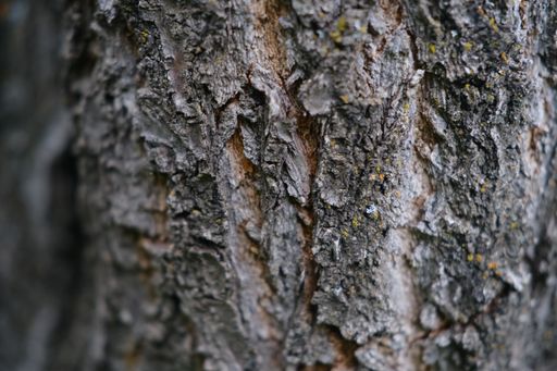 A closeup shot of a tree trunk surface