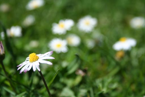 A blooming white daisy flower against a blurred background