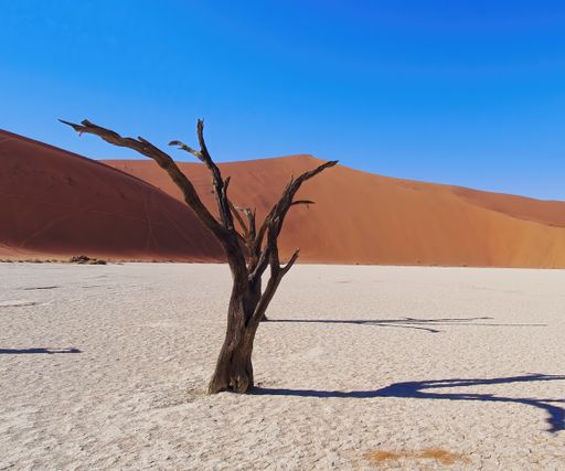 The dead Camelthorn tree with sand dunes on the background in Deadvlei, Namib-Naukluft National Park
