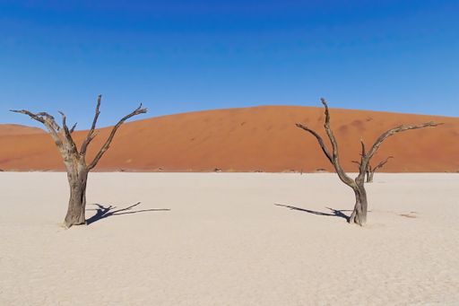 The dead Camelthorn trees with sand dunes on the background in Deadvlei, Namib-Naukluft National Park
