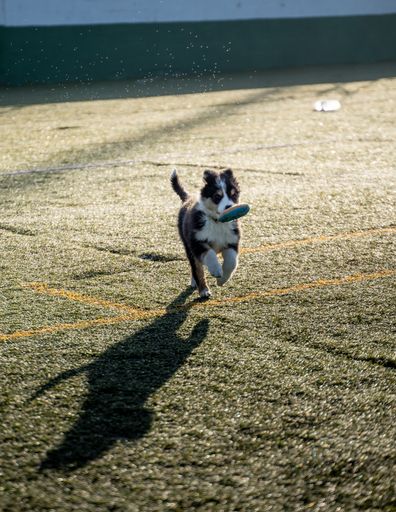 A vertical shot of the cute puppy of an Australian Shepherd dog playing outdoors.