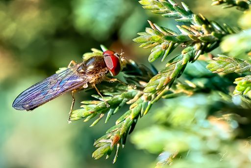 Closeup of fly on a plant, the wings are rainbow colours