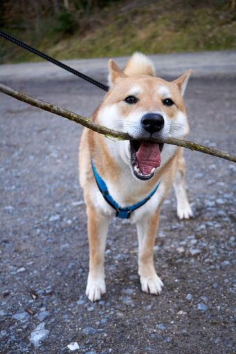 A vertical closeup shot of a red Shiba Inu dog holding a stick