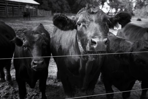 A grayscale shot of a herd standing side by side