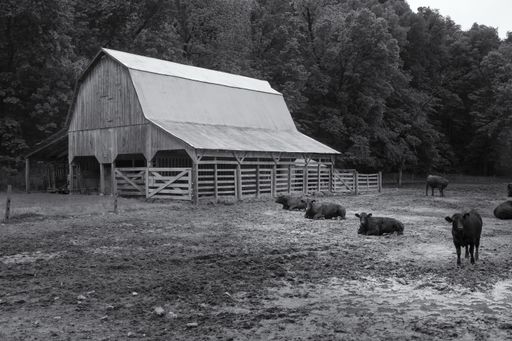 A grayscale shot of a barn with cows sitting in the field