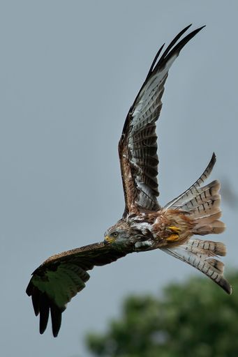 A red kite (milvus milvus) in flight