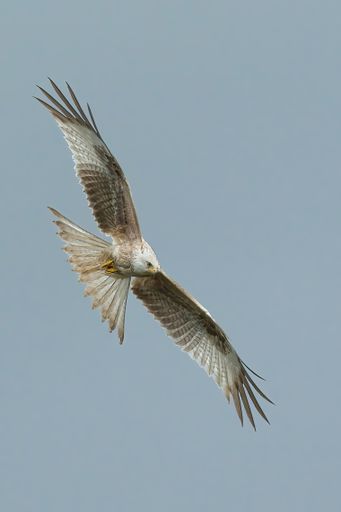 A red kite (milvus milvus) in flight