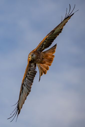 A red kite (milvus milvus) in flight