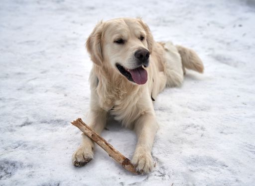 A white golden retriever lying in the snow with tongue out