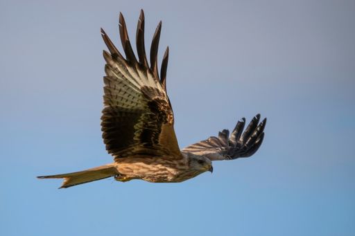 A red kite (milvus milvus) in flight