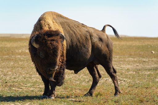 A closeup shot of the bison standing on the grass of the prairie on a sunny day