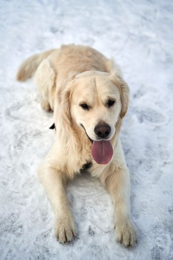 A white golden retriever lying in the snow with tongue out