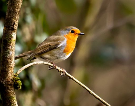A selective focus shot of a European robin bird