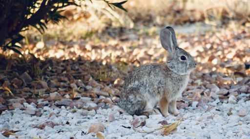 A selective focus shot of a rabbit sitting under a shady bush surrounded by leaves and stones