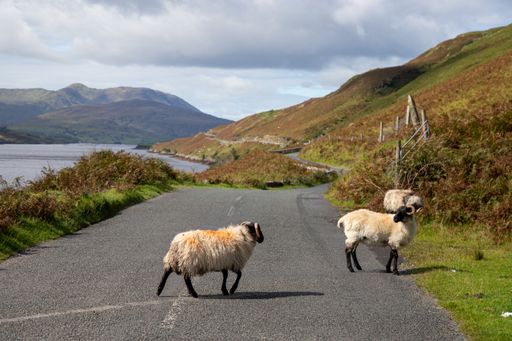 Sheeps on the road R335, near Tawnyinlough, Leenaun and Aasleagh Falls, County Mayo, Ireland