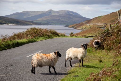 Sheeps on the road R335, near Tawnyinlough, Leenaun and Aasleagh Falls, County Mayo, Ireland