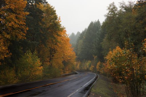 A beautiful view of a wet asphalt road going through the dense forest on a foggy day in the winter