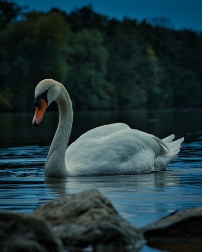 A shallow focus shot of a mute swan swimming in the calm water with trees and blue sky in the blurred background