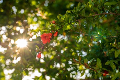 A selective focus shot of pomegranate tree flowers
