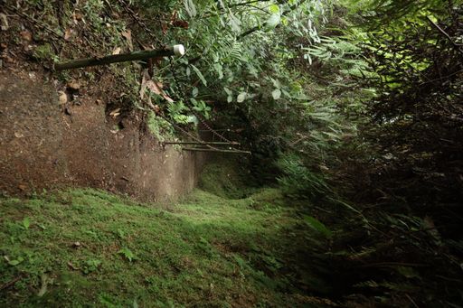 A vertical shot of a walking trail through a mossy cave