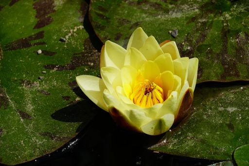 A yellow water lily in the pond