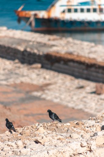A closeup of pigeons sitting on a rock with an ocean in the background