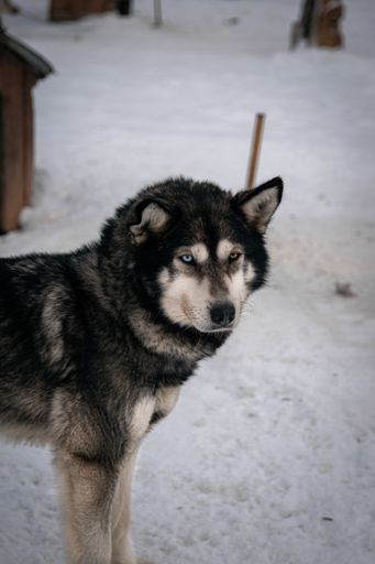 A vertical selective focus shot of black Siberian husky in winter