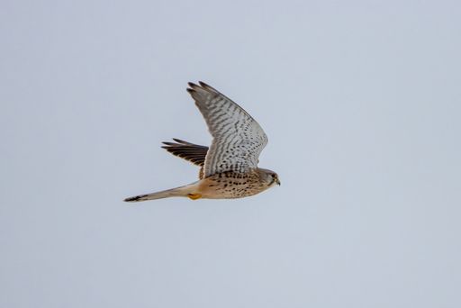 A view of common kestrel bird flying in sky