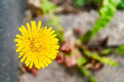 A selective focus shot of yellow dandelion