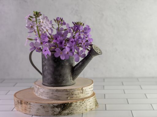 A lovely dame's rocket flower placed in a rustic metal watering can on two pieces of natural wood on a white subway tile