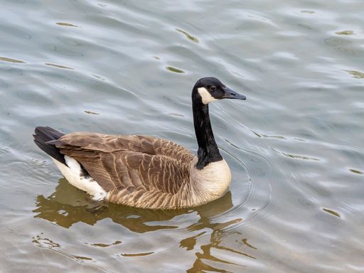 A selective focus shot of a Canada goose floating on water
