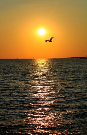 A vertical shot of a seagull bird flying over a sea at sunset